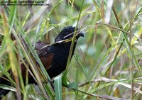 Lesser Coucal - Centropus bengalensis