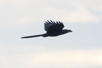 Greater Ani - Crotophaga major