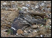 Lesser Nighthawk - Chordeiles acutipennis