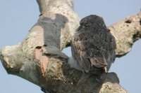 Sand-colored Nighthawk - Chordeiles rupestris