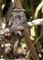 Ladder-tailed Nightjar - Hydropsalis climacocerca