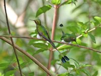 Booted Racket-tail - Ocreatus underwoodii