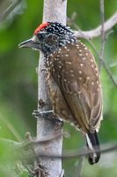 Spotted Piculet - Picumnus pygmaeus