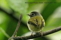 Black-capped Pygmy-Tyrant - Myiornis atricapillus