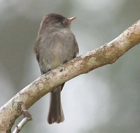 Tropical Pewee - Contopus cinereus