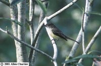 Sad Flycatcher - Myiarchus barbirostris