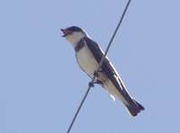 Banded Martin - Riparia cincta