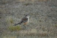 Chalk-browed Mockingbird - Mimus saturninus