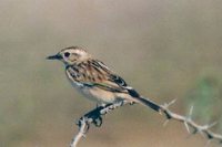 White-browed Bushchat - Saxicola macrorhyncha