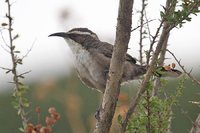 White-browed Babbler - Pomatostomus superciliosus