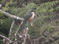 Gray-capped Shrike - Lanius validirostris