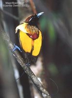 Magnificent Bird-of-paradise - Cicinnurus magnificus