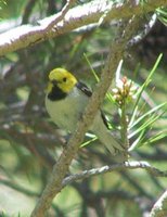 Hermit Warbler - Dendroica occidentalis