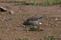 Ash-breasted Sierra-Finch - Phrygilus plebejus