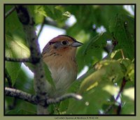 Le Conte's Sparrow - Ammodramus leconteii