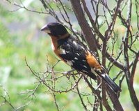 Black-headed Grosbeak - Pheucticus melanocephalus