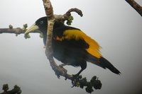 Yellow-rumped Cacique - Cacicus cela