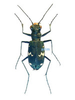 산길앞잡이 - Cicindela sachalinensis