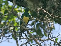 African Emerald Cuckoo (Chrysococcyx cupreus)