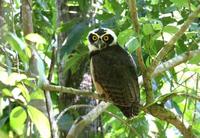 Spectacled Owl