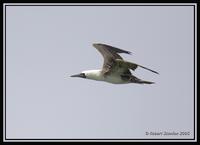 Peruvian Booby