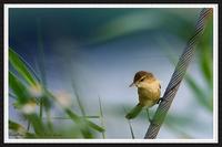 Plain Prinia~褐頭鷦鶯