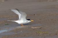 Little tern C20D 03456.jpg