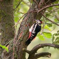 Great Spotted Woodpecker at Ferry Meadows