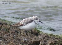 Sanderling Crocethia alba 세가락도요