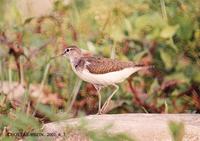 깝짝도요 Common Sandpiper Tringa hypoleucos