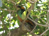 Golden-eared Tanager