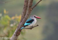 Woodland kingfisher (Halcyon senegalensis) perched on a branch