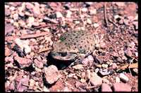 : Bufo alvarius; Colorado River Toad