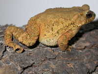 : Bufo galeatus