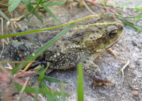 : Bufo fernandezae; Fernandez's Toad