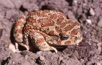 : Bufo mauritanicus; Morocco Toad