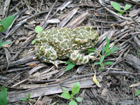 : Bufo viridis; European Green Toad