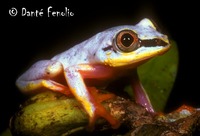 : Heterixalus madagascariensis