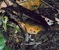 : Leptodactylus pentadactylus