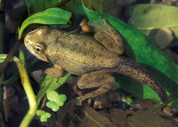 : Rana pretiosa; Oregon Spotted Frog