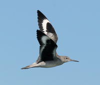 : Catoptrophorus semipalmatus; Willet