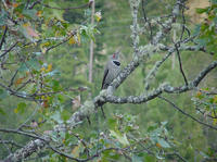 : Colaptes auratus; Northern Flicker