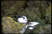 : Daption capense; Cape Petrel