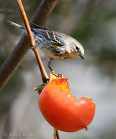 : Dendroica coronata; Yellow-rumped Warbler