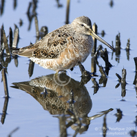 : Limnodromus griseus; Short-billed Dowitcher