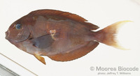 : Acanthurus thompsoni