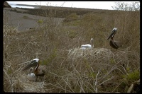 : Pelecanus occidentalis carolinensis; Brown Pelican