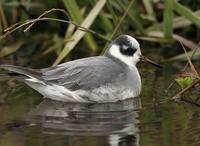 : Phalaropus fulicarius; Red Phalarope