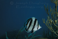 : Chaetodon striatus; Banded Butterflyfish