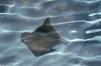 : Rhinoptera bonasus; Cownose Ray